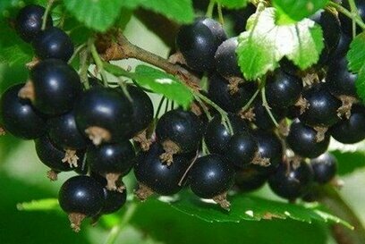 Rybíz Tisel černá, stromečkový Ribes nigrum Tisel